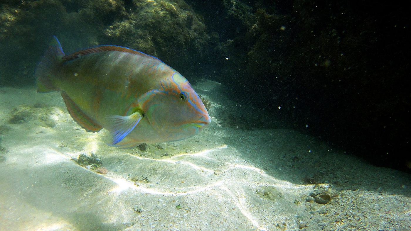 Peixe-papagaio nas piscinas naturais de Maragogi