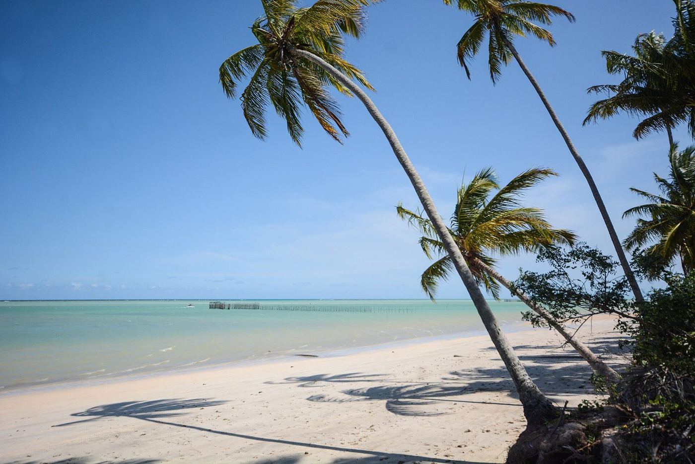 Coqueiros inclinados sobre a areia na Ponta de Mangue
