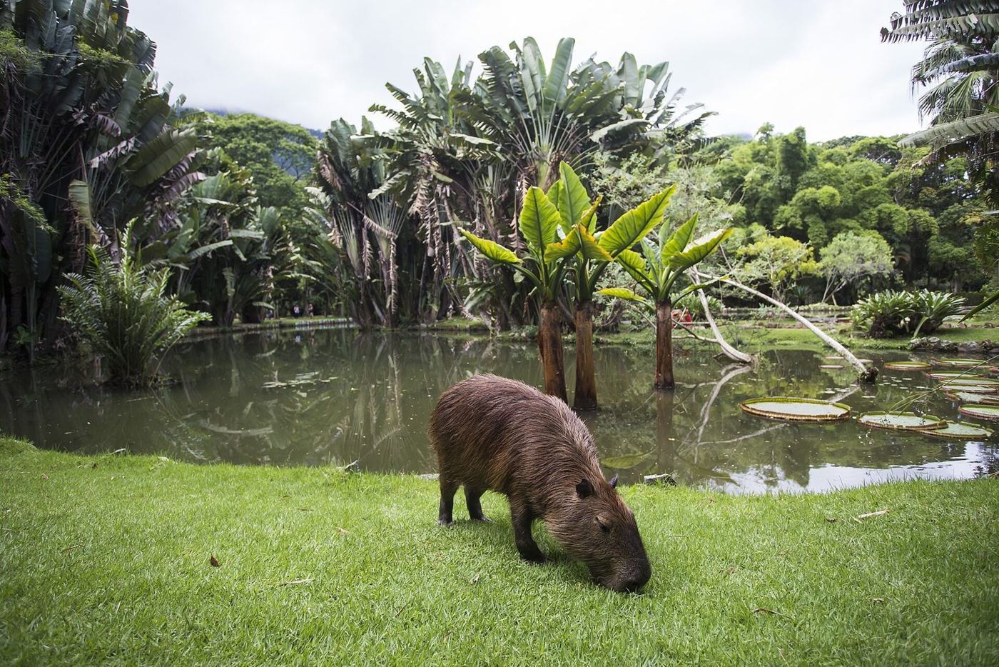 Capivara no Jardim Botânico do Rio de Janeiro